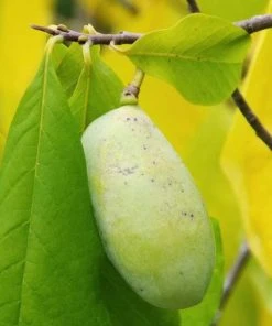 Brighter Blooms Paw Paw Tree SHOP ALL