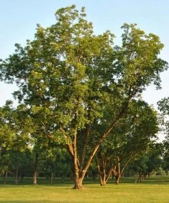 Brighter Blooms Fruit Trees Pawnee Pecan Tree
