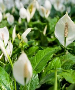 Brighter Blooms SHOP ALL Peace Lily 14 Brighter Blooms SHOP ALL Peace Lily