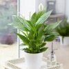 Brighter Blooms SHOP ALL Peace Lily