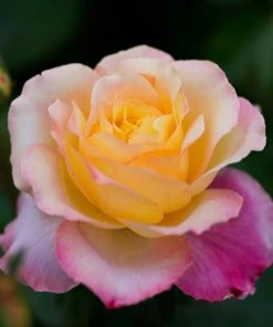 Brighter Blooms Roses Peace Rose