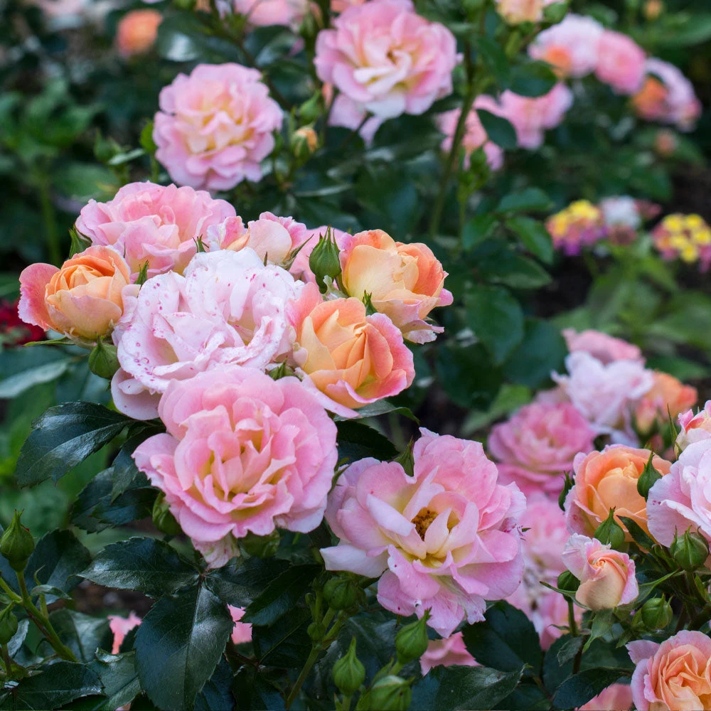 Brighter Blooms Peach Drift® Rose 2 Brighter Blooms Peach Drift® Rose