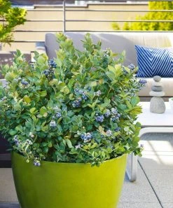 Brighter Blooms Fruit Trees Bushel And Berry® Blueberry Peach Sorbet Plant