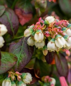 Brighter Blooms Fruit Trees Bushel And Berry® Blueberry Peach Sorbet Plant