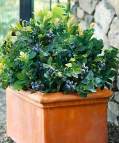 Brighter Blooms Fruit Trees Bushel And Berry® Blueberry Peach Sorbet Plant