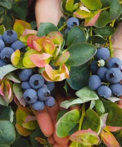 Brighter Blooms Fruit Trees Bushel And Berry® Blueberry Peach Sorbet Plant