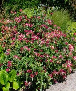 Brighter Blooms Peaches & Cream Honeysuckle Vine
