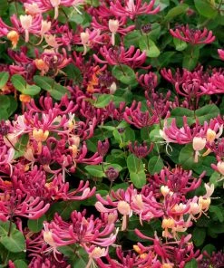 Brighter Blooms Peaches & Cream Honeysuckle Vine