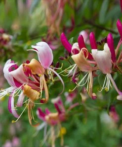 Brighter Blooms Peaches & Cream Honeysuckle Vine