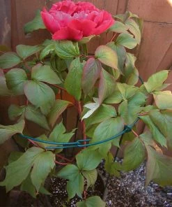Brighter Blooms Peony Stand