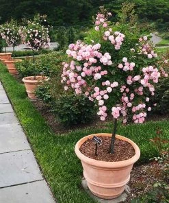 Brighter Blooms Perfume Breeze™ Rose Tree Shrubs & Hedges