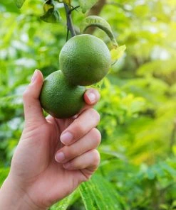 Brighter Blooms Persian 'Bearss' Lime Tree New Trees