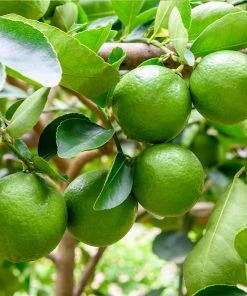 Brighter Blooms Persian 'Bearss' Lime Tree New Trees 8 Brighter Blooms Persian 'Bearss' Lime Tree New Trees