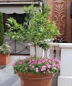 Brighter Blooms Persian 'Bearss' Lime Tree New Trees 9 Brighter Blooms Persian 'Bearss' Lime Tree New Trees