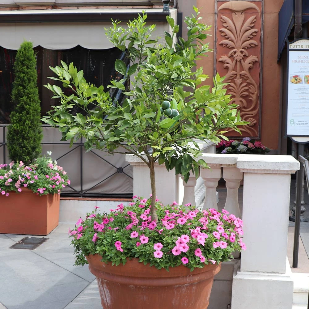 Brighter Blooms Persian 'Bearss' Lime Tree New Trees 4 Brighter Blooms Persian 'Bearss' Lime Tree New Trees