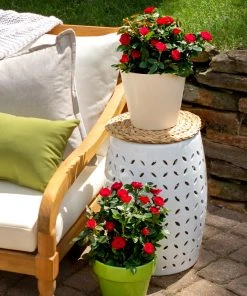 Brighter Blooms Petite Knock Out® Rose Shrub Roses