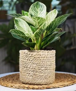 Brighter Blooms Rare House Plant Kit House & Patio