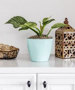 Brighter Blooms Birkin Philodendron Plant