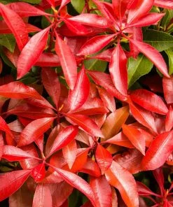 Brighter Blooms Shrubs & Hedges Pieris Mountain Fire Plant