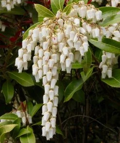Brighter Blooms Shrubs & Hedges Pieris Mountain Fire Plant