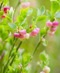 Brighter Blooms Pink Lemonade Blueberry Plant