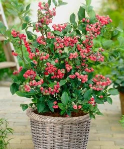 Brighter Blooms Pink Lemonade Blueberry Plant