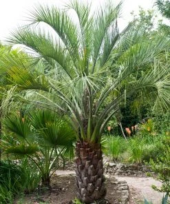 BrighterBlooms.com Pindo Palm Tree