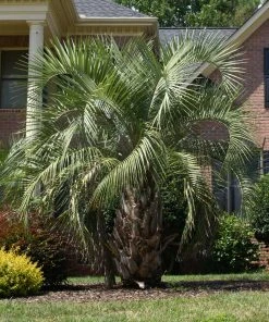 BrighterBlooms.com Pindo Palm Tree