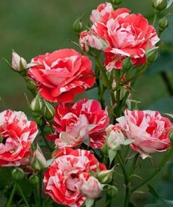 Brighter Blooms Shrubs & Hedges Flower Carpet Pink Splash Rose