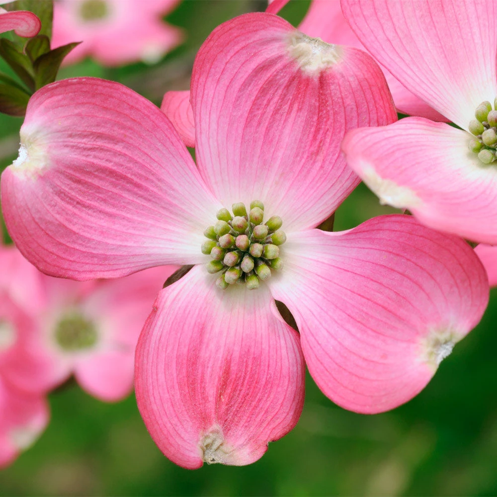 Brighter Blooms Flowering Trees Pink Dogwood Tree 2 Brighter Blooms Flowering Trees Pink Dogwood Tree