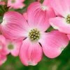 Brighter Blooms Flowering Trees Pink Dogwood Tree