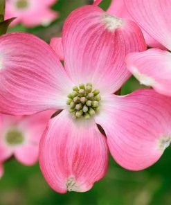 Brighter Blooms Flowering Trees Pink Dogwood Tree