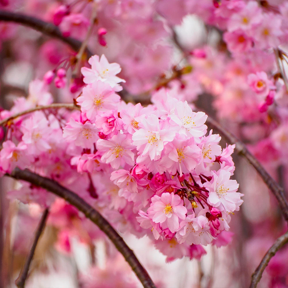 Brighter Blooms Flowering Trees Pink Weeping Cherry Tree 3 Brighter Blooms Flowering Trees Pink Weeping Cherry Tree