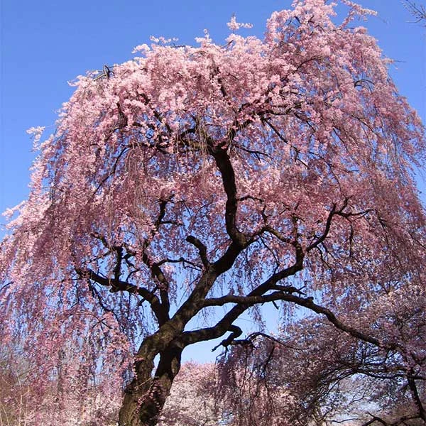 Brighter Blooms Flowering Trees Pink Weeping Cherry Tree 1 Brighter Blooms Flowering Trees Pink Weeping Cherry Tree