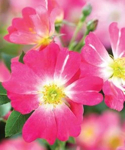 Brighter Blooms Pink Drift® Rose Roses