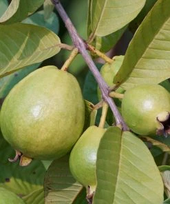 Brighter Blooms Tropical Pink Guava Tree 7 Brighter Blooms Tropical Pink Guava Tree