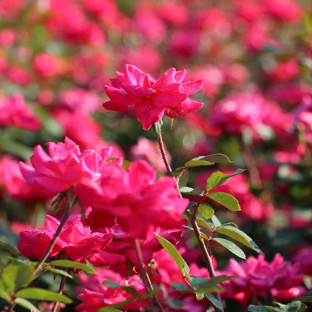 Brighter Blooms Double Pink Knock Out® Shrub 2 Brighter Blooms Double Pink Knock Out® Shrub