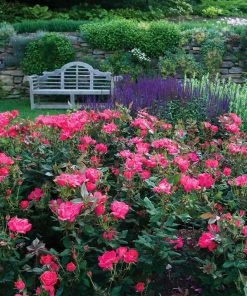 Brighter Blooms Double Pink Knock Out® Shrub 6 Brighter Blooms Double Pink Knock Out® Shrub
