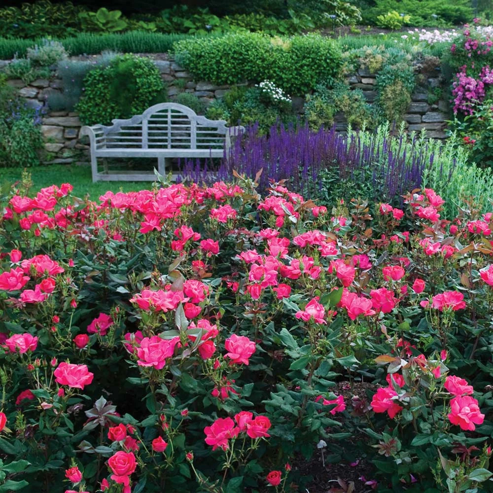 Brighter Blooms Double Pink Knock Out® Shrub 3 Brighter Blooms Double Pink Knock Out® Shrub