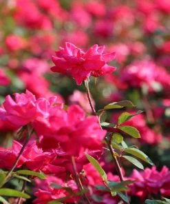 Brighter Blooms Double Pink Knock Out® Shrub