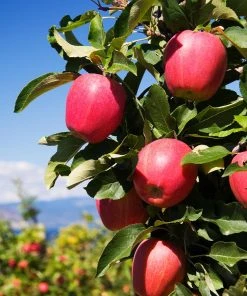 Brighter Blooms Apples Trees Pink Lady Apple Tree