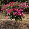 Brighter Blooms Pink Miracle™ Rose Tree Roses