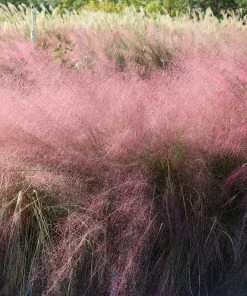 Brighter Blooms Pink Muhly Grass Ornamental Grasses 9 Brighter Blooms Pink Muhly Grass Ornamental Grasses