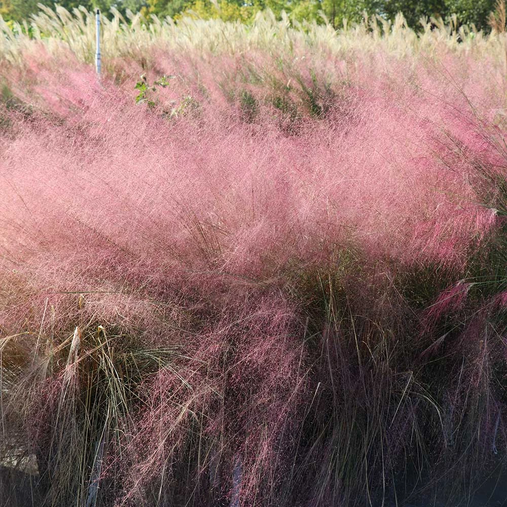 Brighter Blooms Pink Muhly Grass Ornamental Grasses 5 Brighter Blooms Pink Muhly Grass Ornamental Grasses