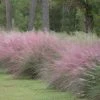 Brighter Blooms Pink Muhly Grass Ornamental Grasses