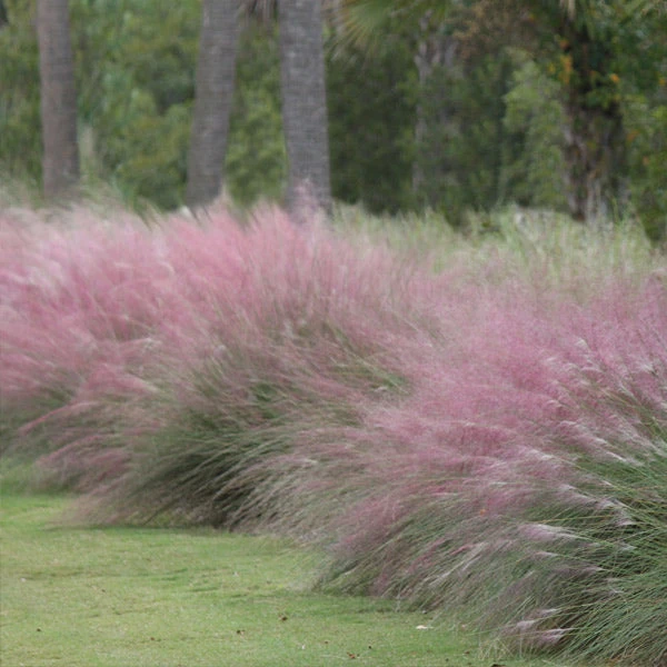 Brighter Blooms Pink Muhly Grass Ornamental Grasses 1 Brighter Blooms Pink Muhly Grass Ornamental Grasses