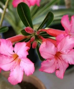 Brighter Blooms Shrubs & Hedges Pink Oleander Shrub