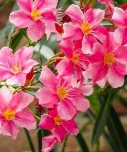 Brighter Blooms Shrubs & Hedges Pink Oleander Shrub
