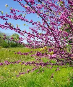 Brighter Blooms Pink Pom Poms' Redbud Tree Flowering Trees 6 Brighter Blooms Pink Pom Poms' Redbud Tree Flowering Trees