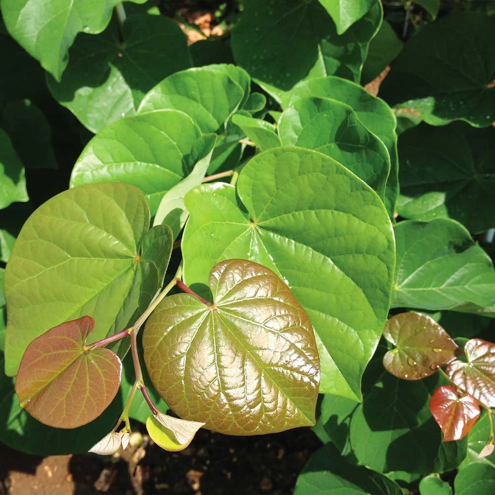 Brighter Blooms Pink Pom Poms' Redbud Tree Flowering Trees 4 Brighter Blooms Pink Pom Poms' Redbud Tree Flowering Trees
